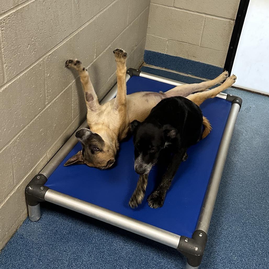 Tom Petty, a Adoptable mixed breed in Ponca City, OK image 2/5