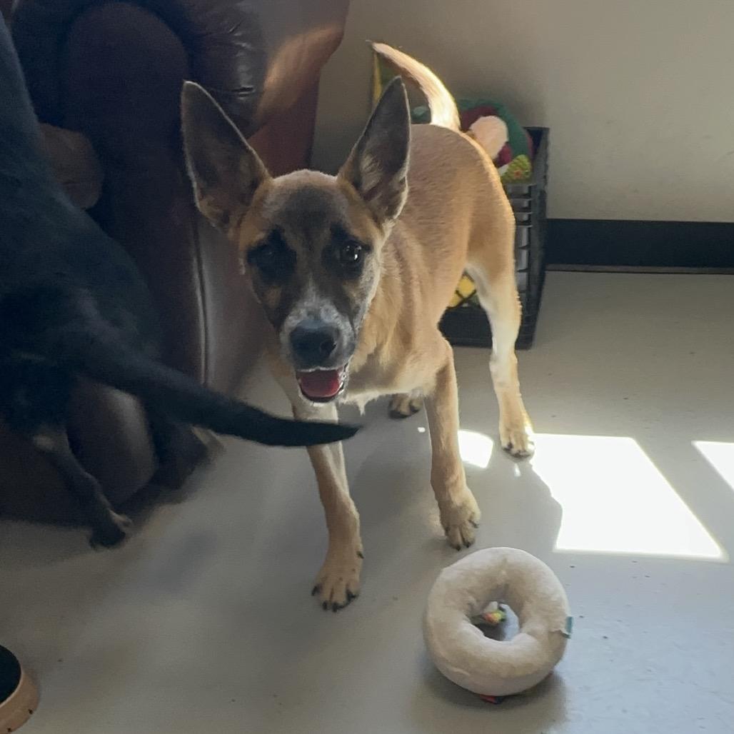 Tom Petty, a Adoptable mixed breed in Ponca City, OK image 3/5