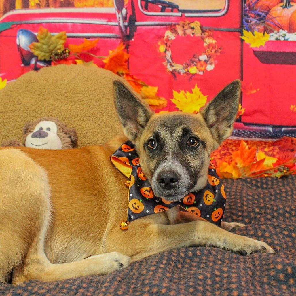 Tom Petty, a Adoptable mixed breed in Ponca City, OK image 4/5