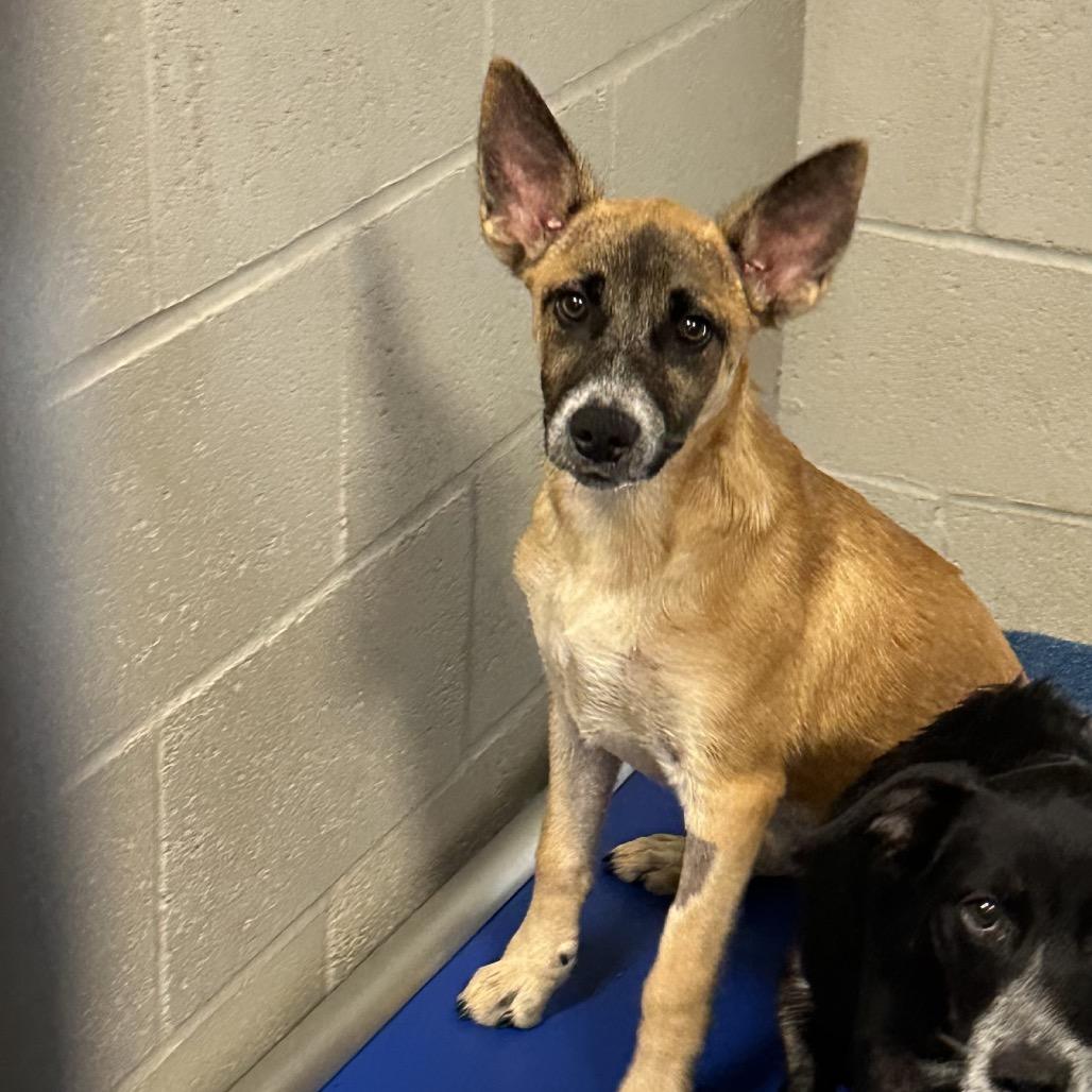 Tom Petty, a Adoptable mixed breed in Ponca City, OK image 5/5