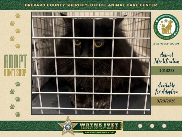 Enlarge Majesty, a Adoptable mixed breed in Melbourne, FL image 1/1