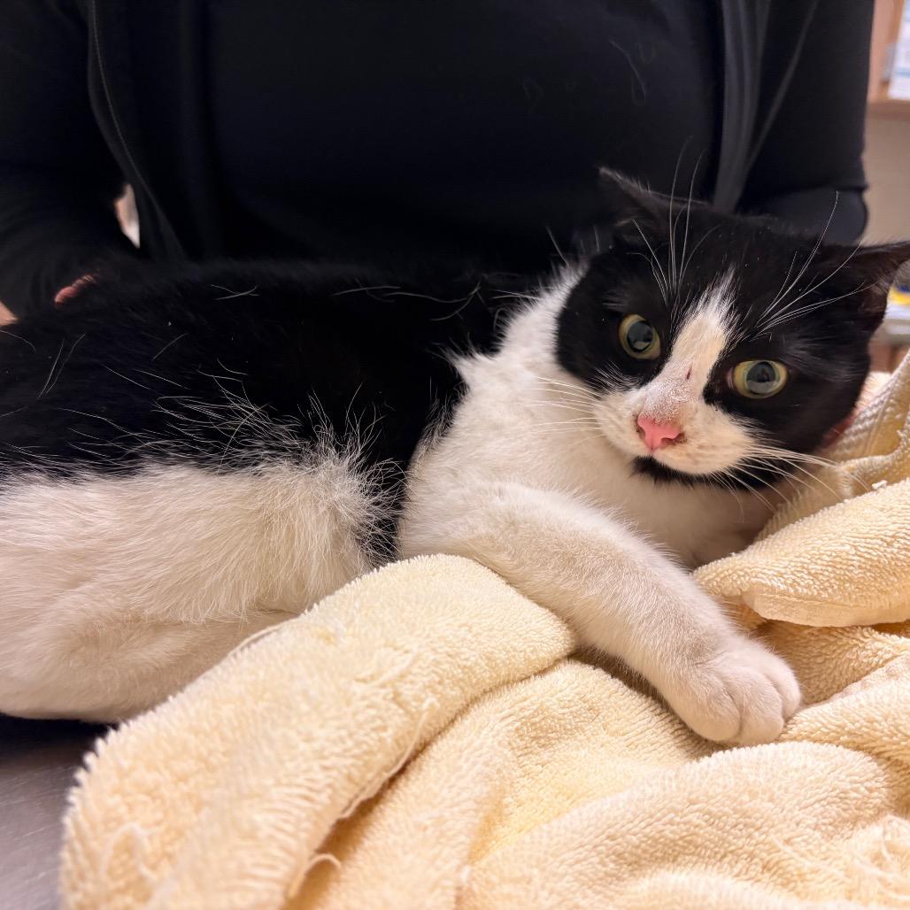 Enlarge Natty, a Adoptable Domestic Short Hair in Bristol, IN image 1/3