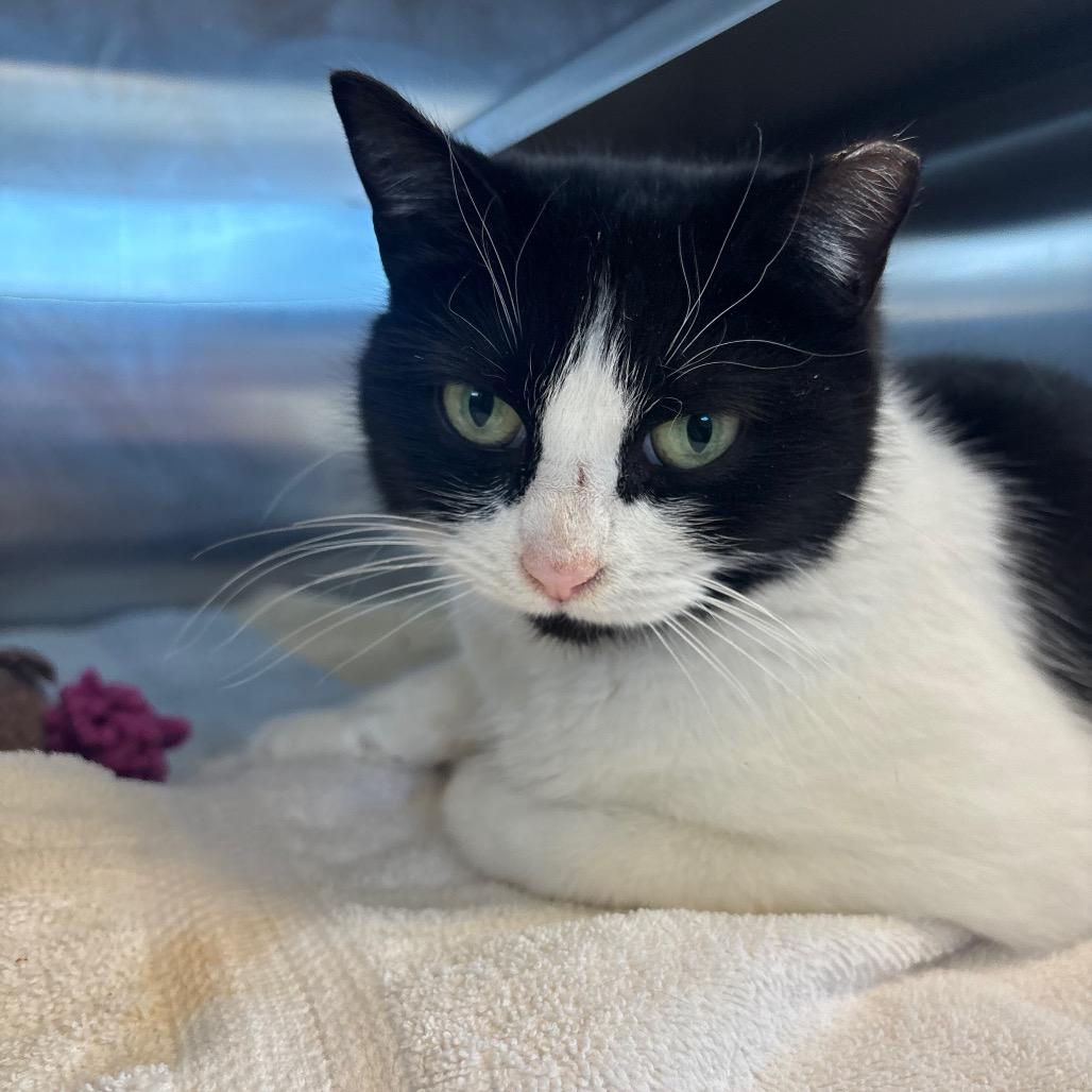 Enlarge Natty, a Adoptable Domestic Short Hair in Bristol, IN image 2/3