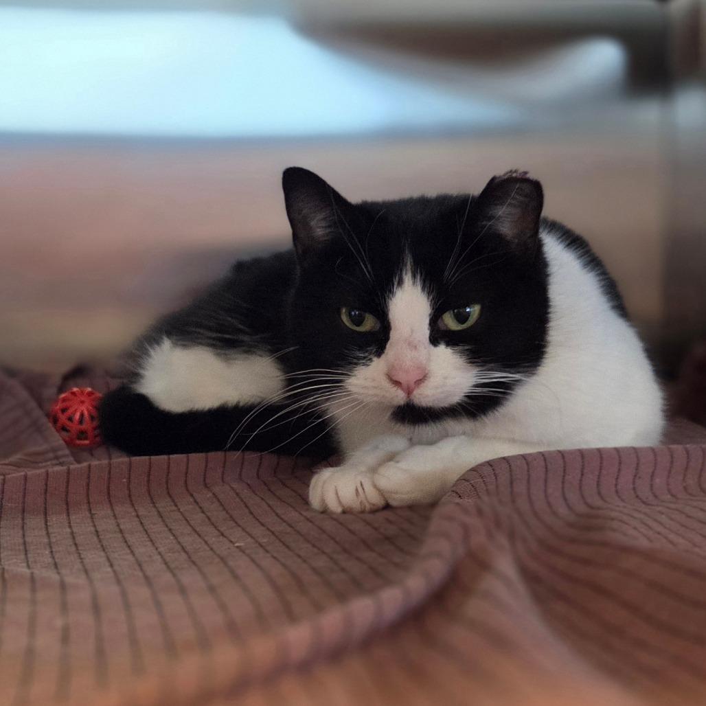 Enlarge Natty, a Adoptable Domestic Short Hair in Bristol, IN image 3/3