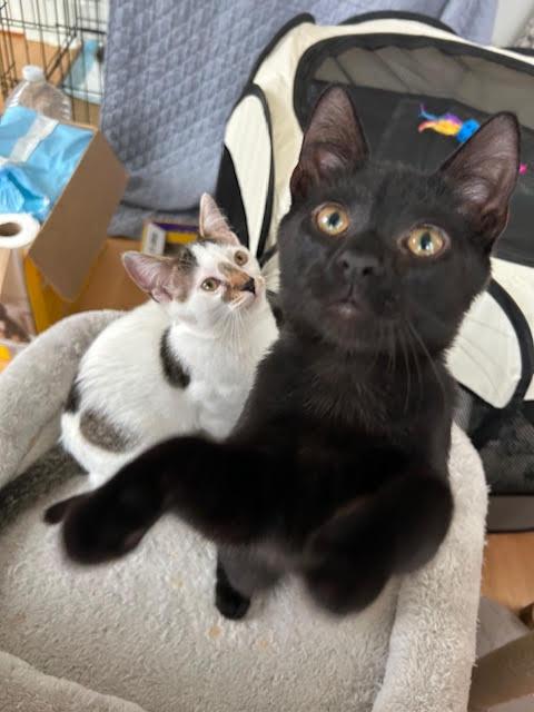 Enlarge Boris Karloff, a ADOPTABLE Domestic Short Hair in Orangeburg, NY image 1/2