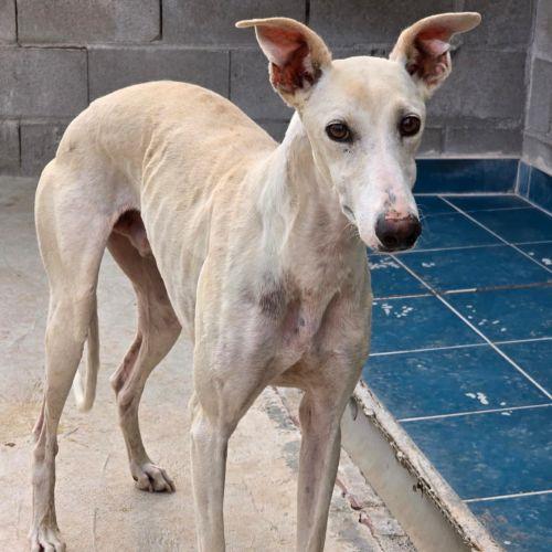 Ghost, Adoptable, Adult Male Galgo Spanish Greyhound & Greyhound.