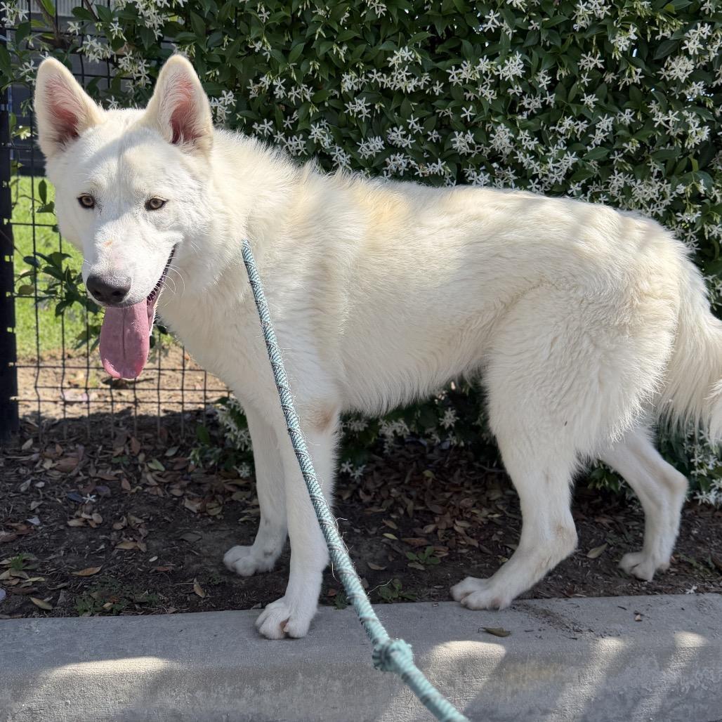 Enlarge Chip, a Adoptable mixed breed in Hawthorne, CA image 2/6