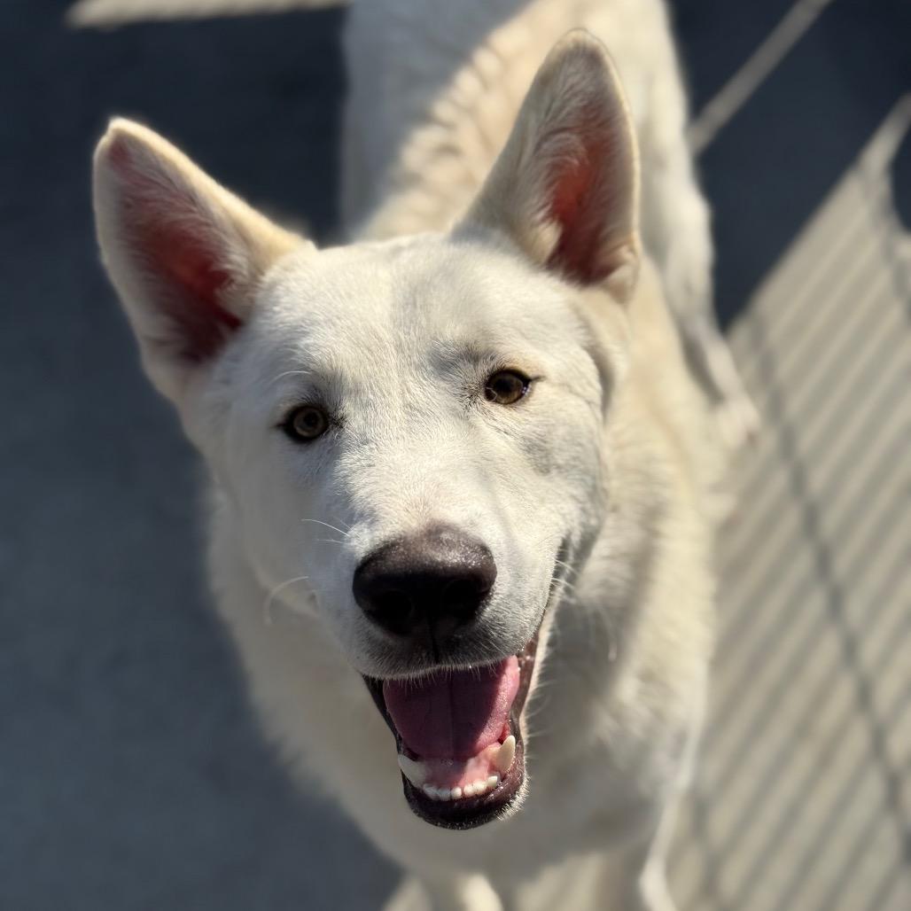 Chip, Adoptable, Young Male Husky.