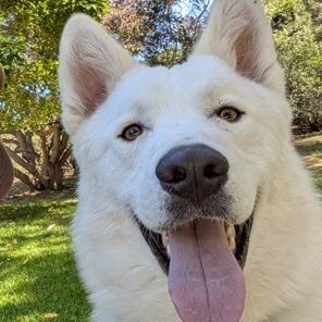 Enlarge Chip, a Adoptable mixed breed in Hawthorne, CA image 4/6