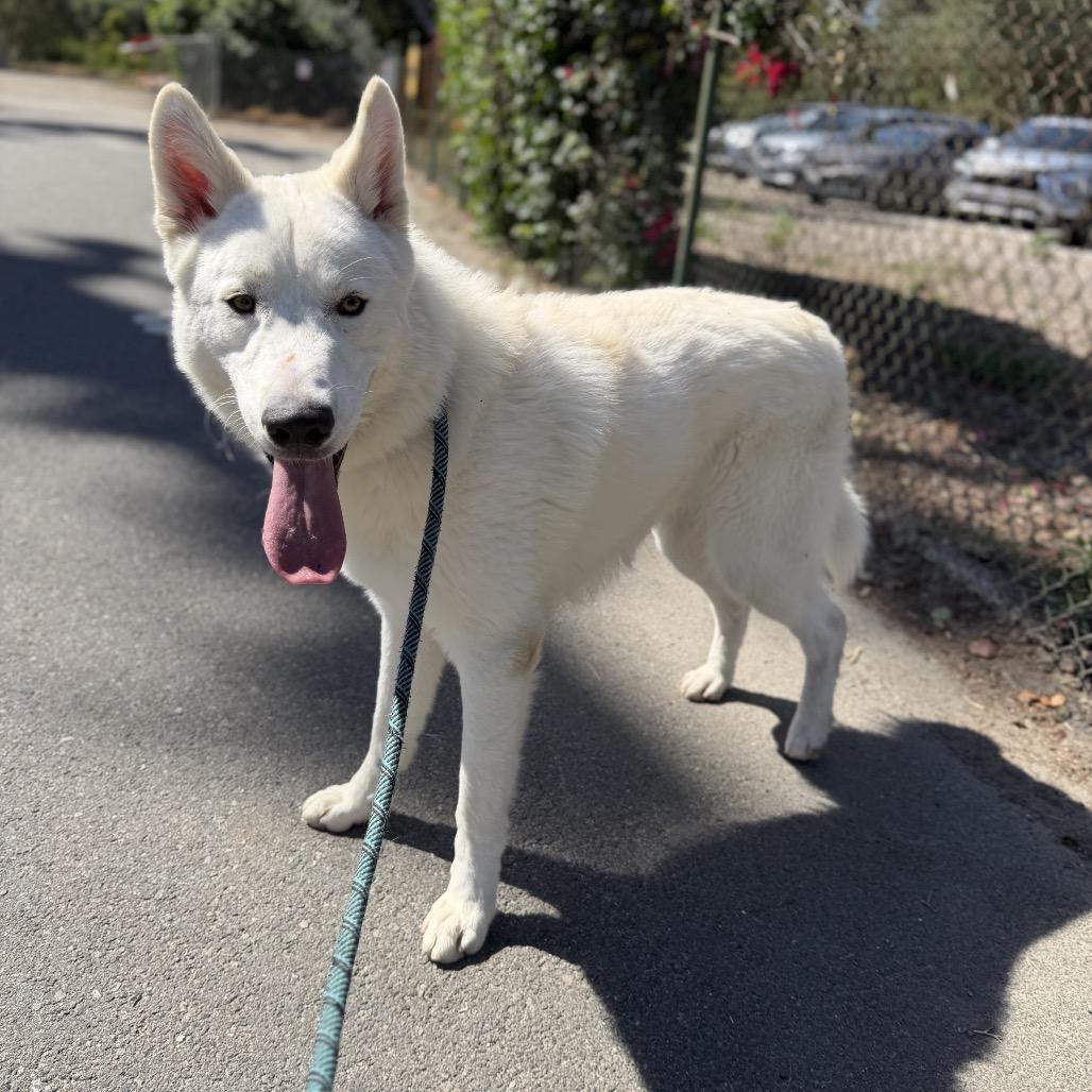 Enlarge Chip, a Adoptable mixed breed in Hawthorne, CA image 5/6