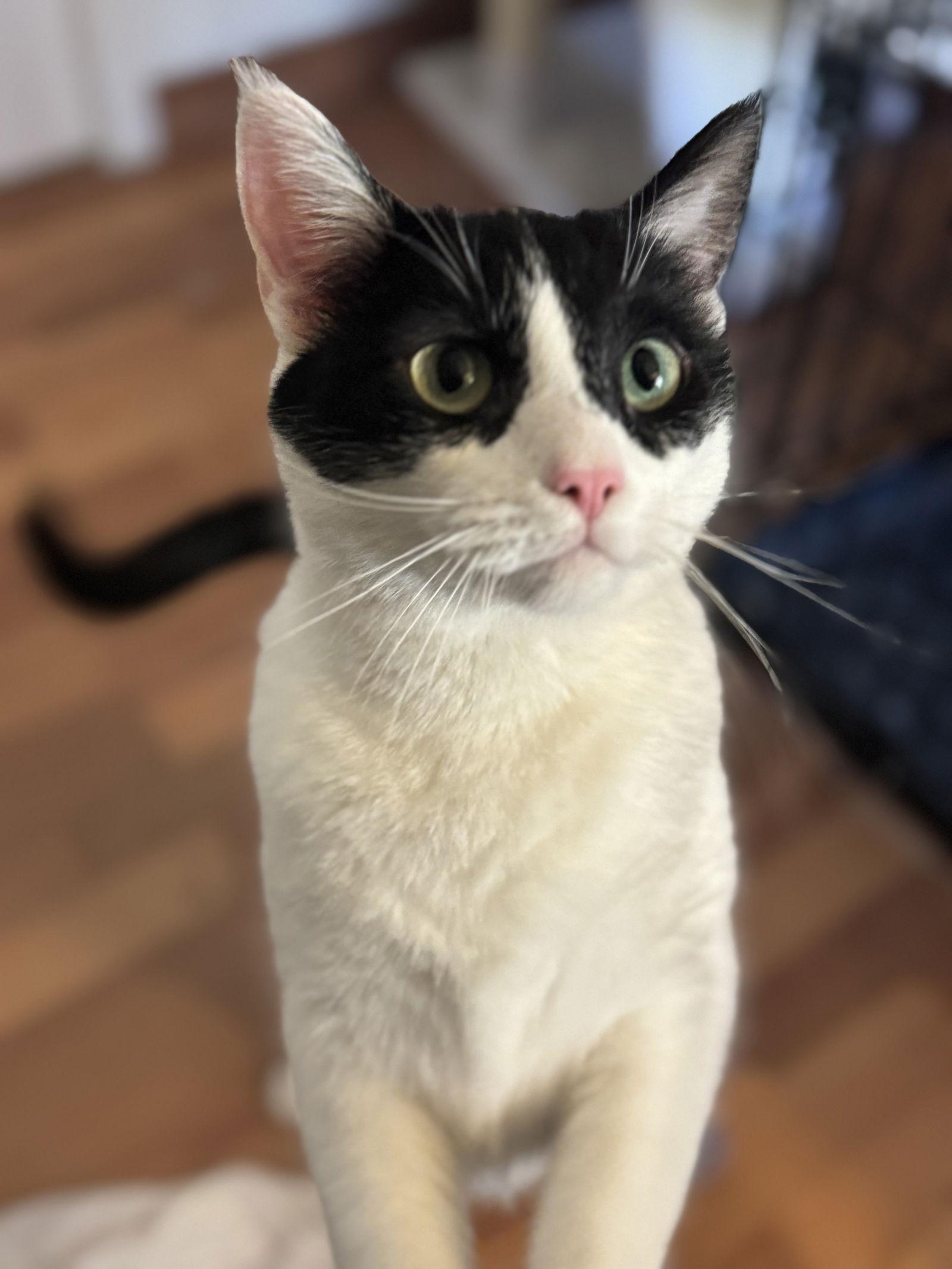 Kalailai, Adoptable, Adult Female Domestic Short Hair.