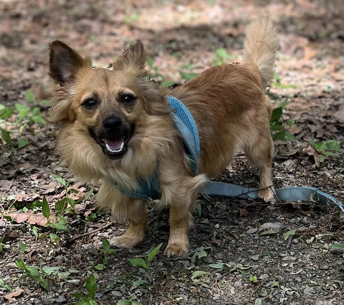 Dog for adoption Paulie, a Miniature Dachshund in Red Hook, NY