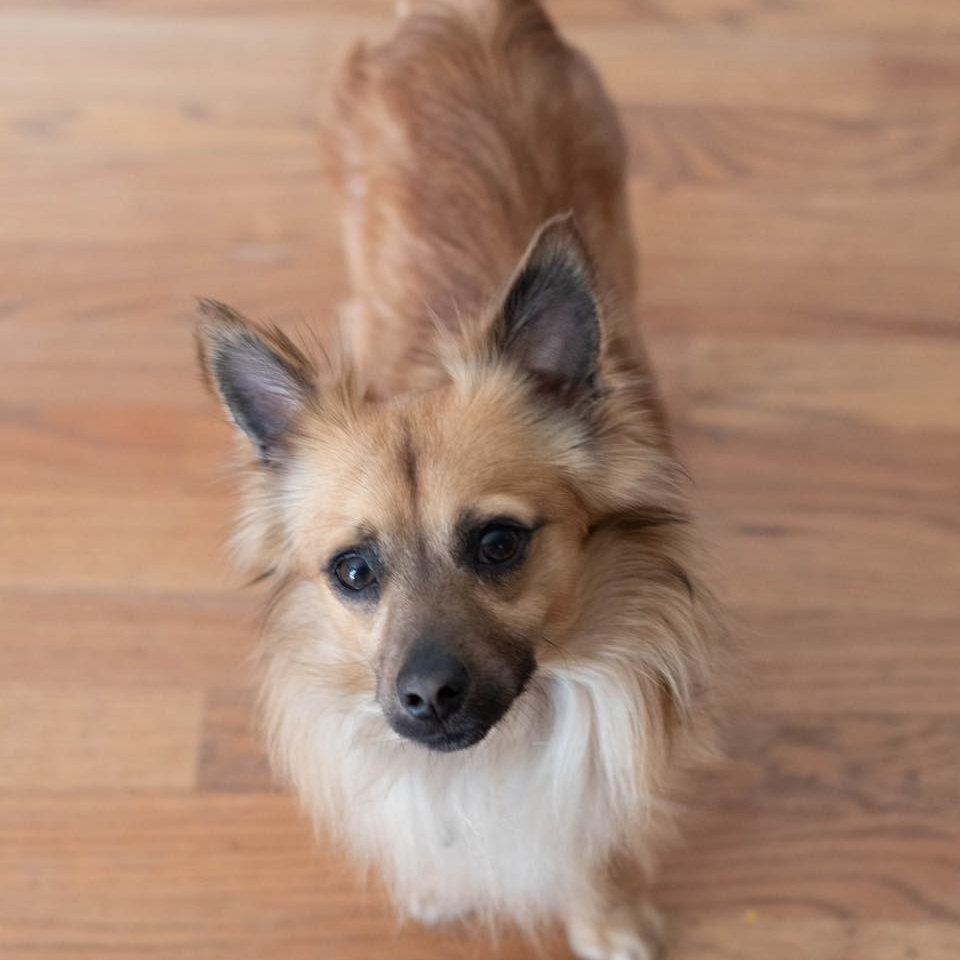 Dog for adoption Paulie, a Miniature Dachshund in Red Hook, NY