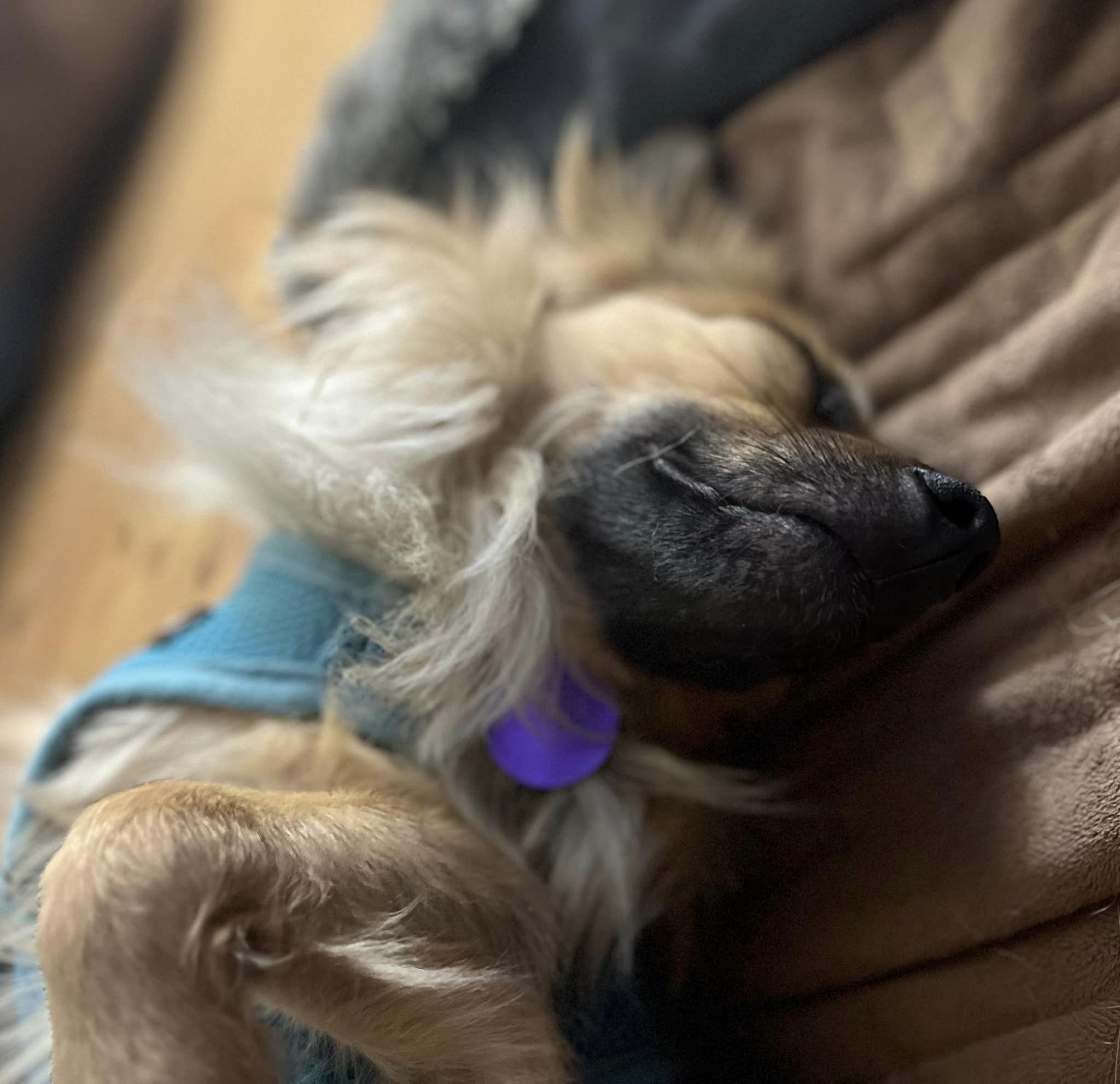 Dog for adoption Paulie, a Miniature Dachshund in Red Hook, NY