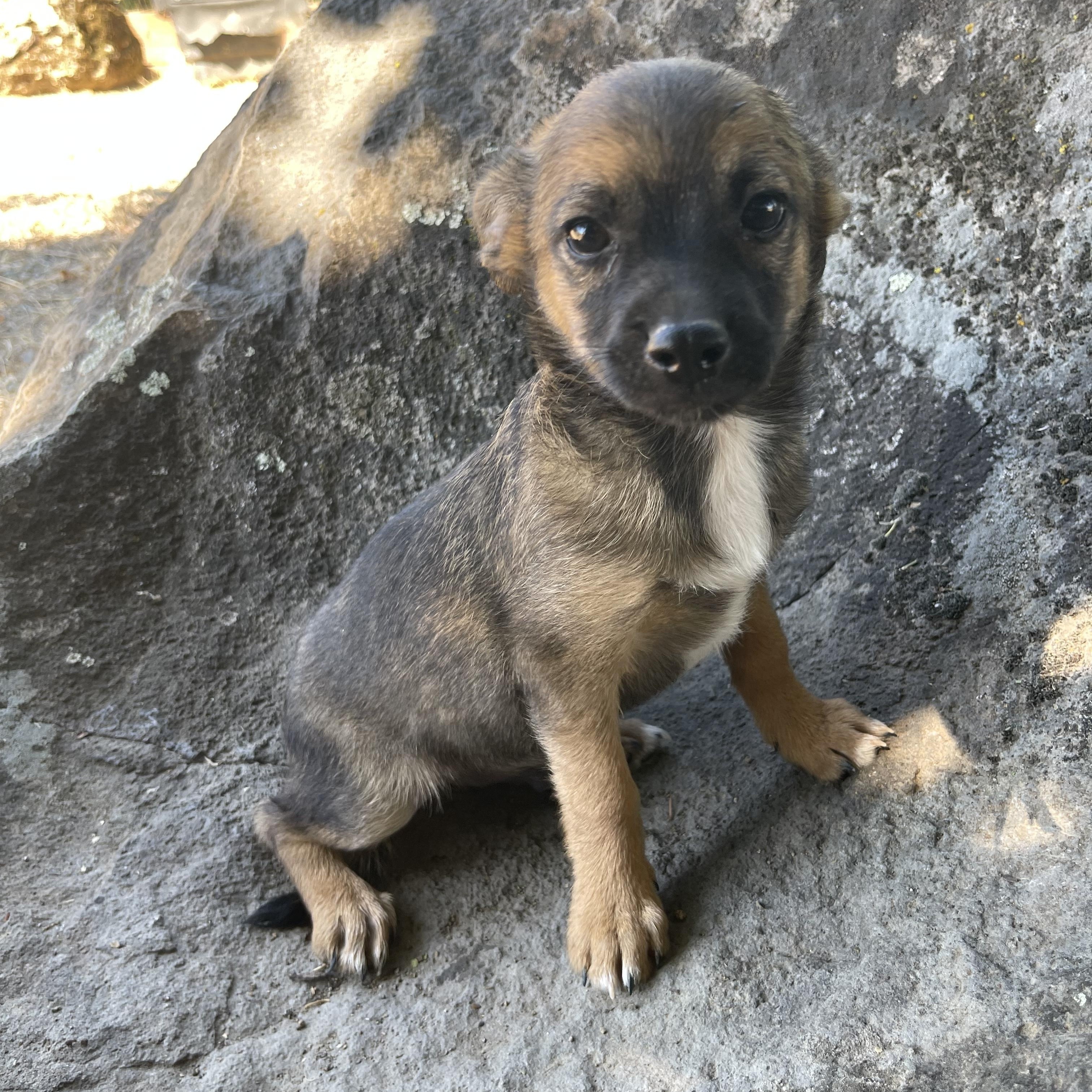 Teddy, an adopted mixed breed in Vacaville, CA image 2/4