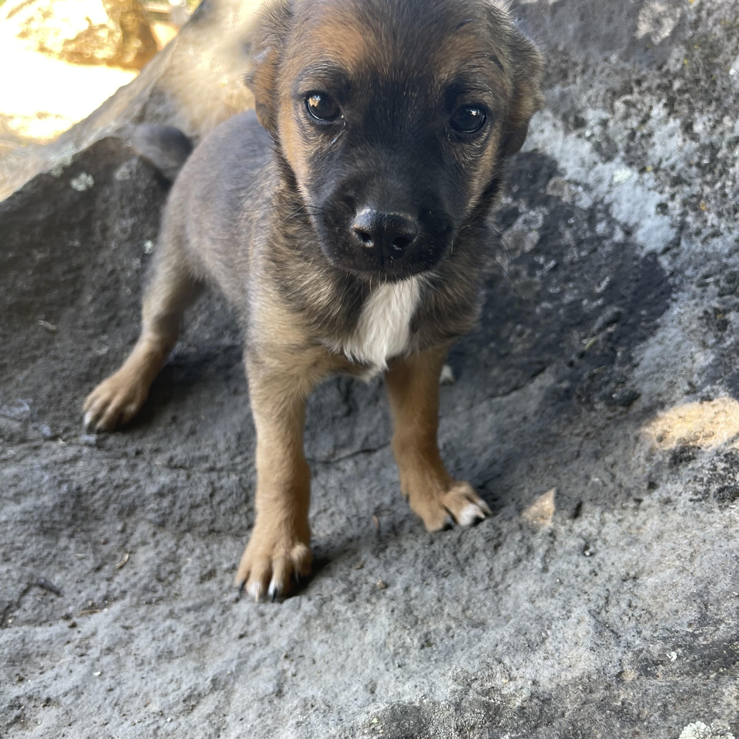Teddy, an adopted mixed breed in Vacaville, CA image 4/4