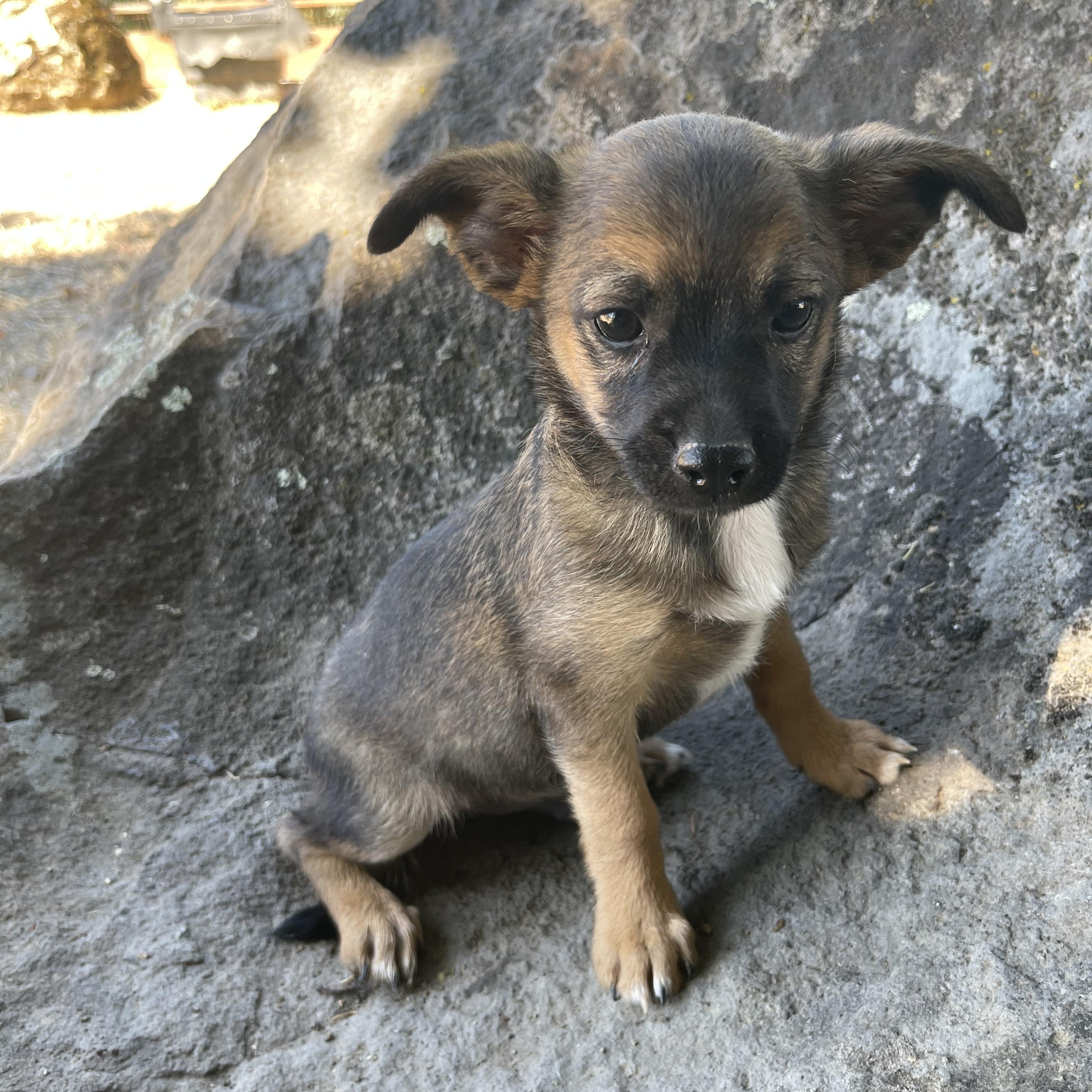 Teddy, adopted, Puppy Male Chihuahua & Yorkshire Terrier.