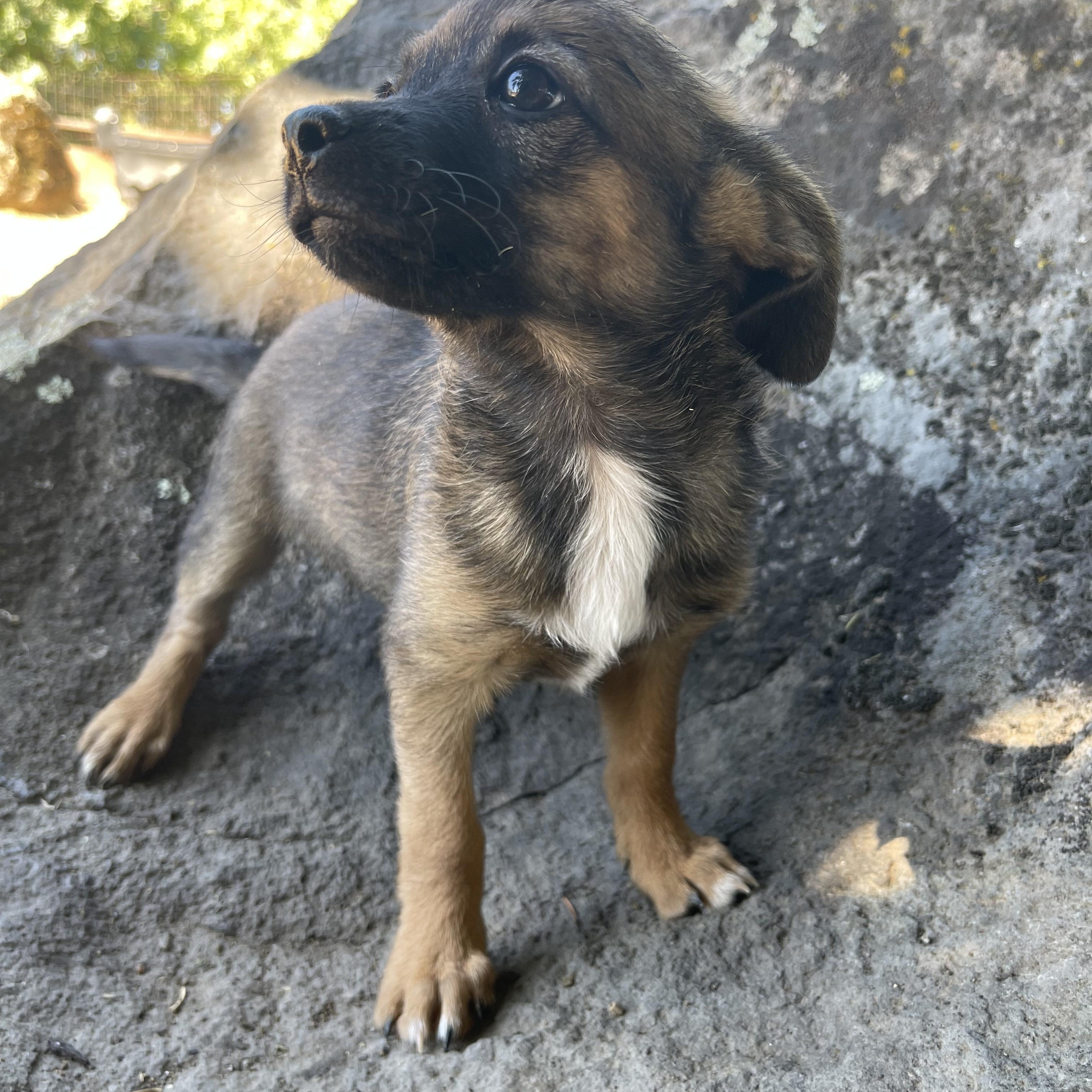 Teddy, an adopted mixed breed in Vacaville, CA image 3/4