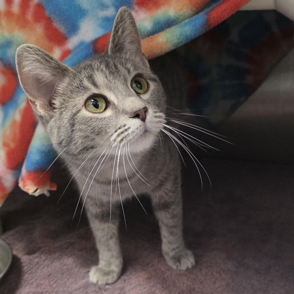 Queen Charlotte, Adoptable, Young Female Domestic Short Hair.