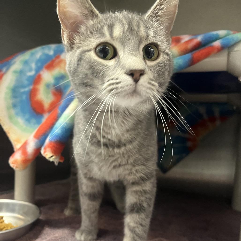 Enlarge Queen Charlotte, a Adoptable Domestic Short Hair in Fort Wayne, IN image 2/2