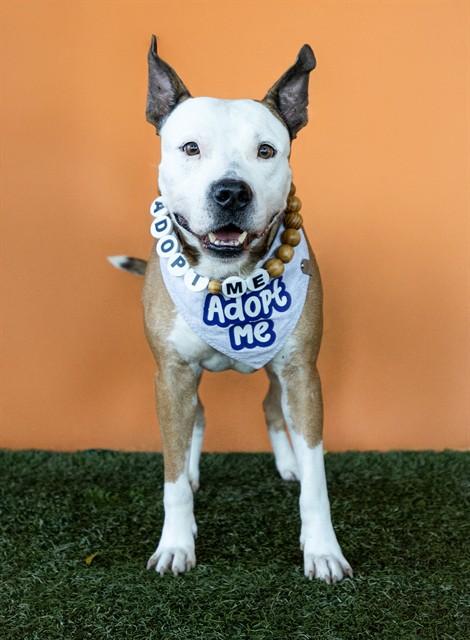IAN, Adoptable, Adult Male American Bulldog & Mixed Breed.