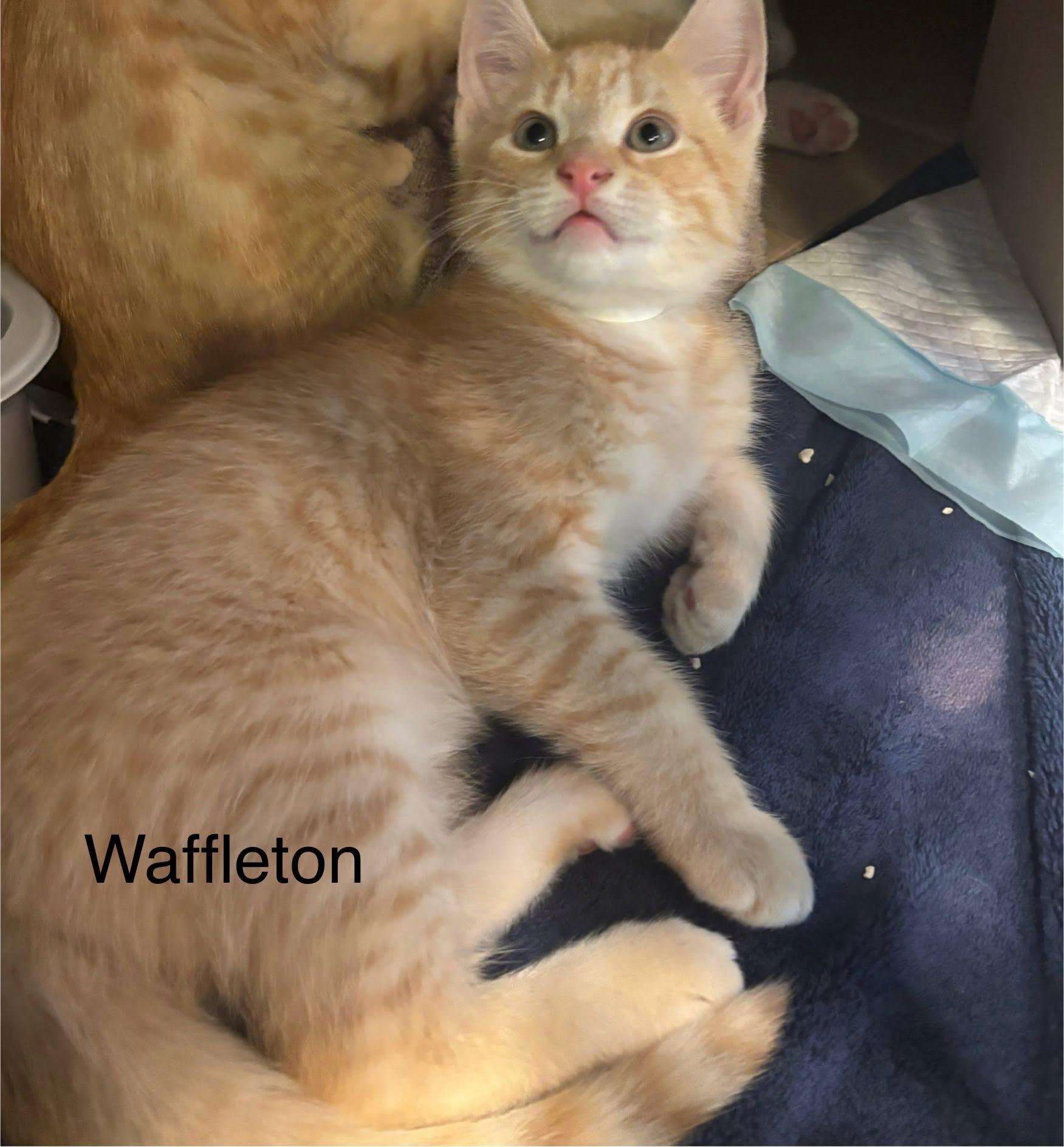 Waffleton, adopted, Kitten Male Domestic Short Hair.