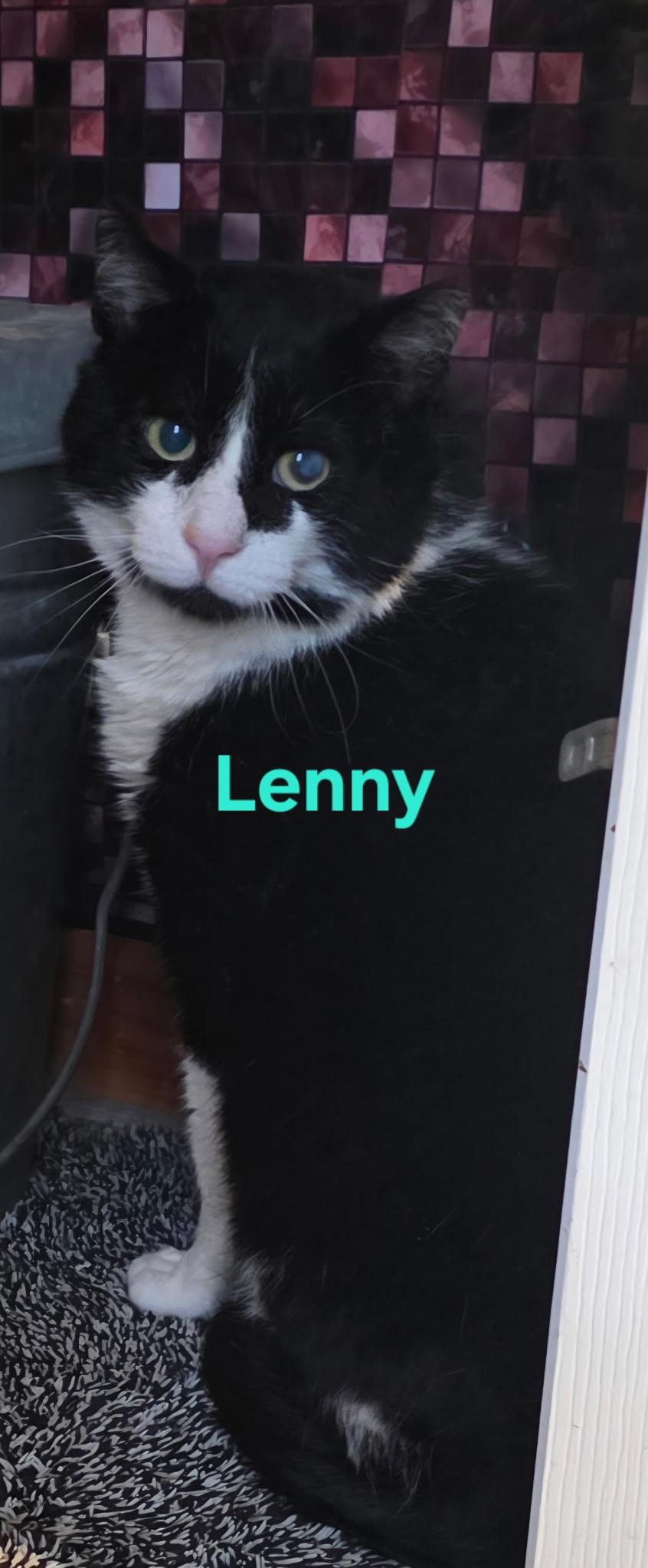 Lenny (and Gabs & Goldie), Adoptable, Adult Male Domestic Short Hair.
