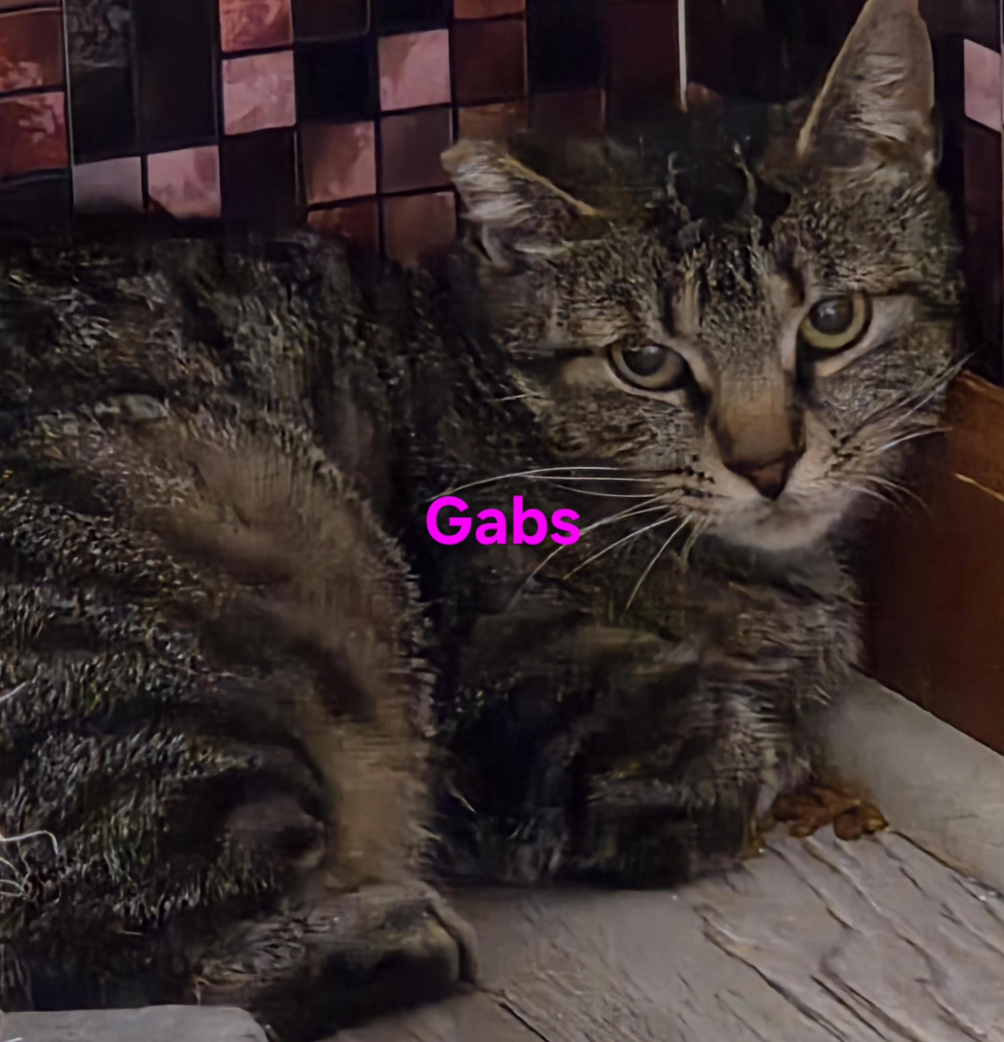 Enlarge Lenny (and Gabs & Goldie), a Adoptable Domestic Short Hair in Jamesville, NY image 3/6