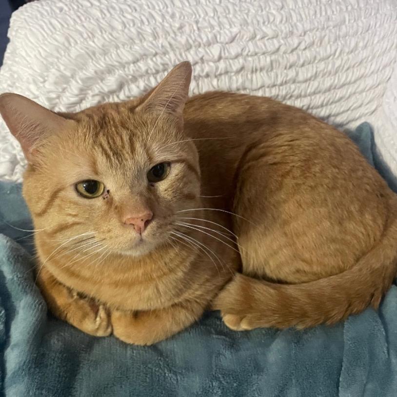 Zenon, Adoptable, Adult Male Domestic Short Hair.