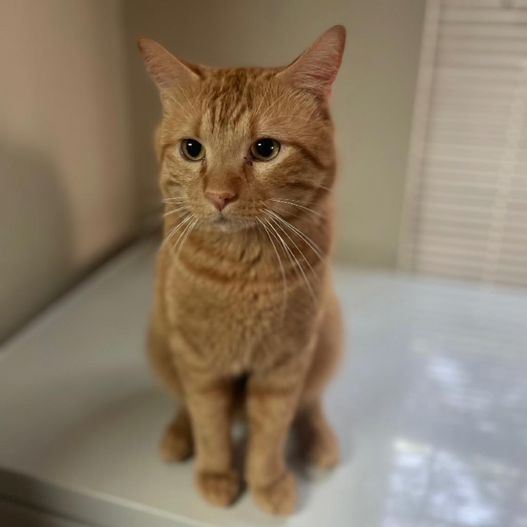 Enlarge Zenon, a Adoptable Domestic Short Hair in Boerne, TX image 2/3