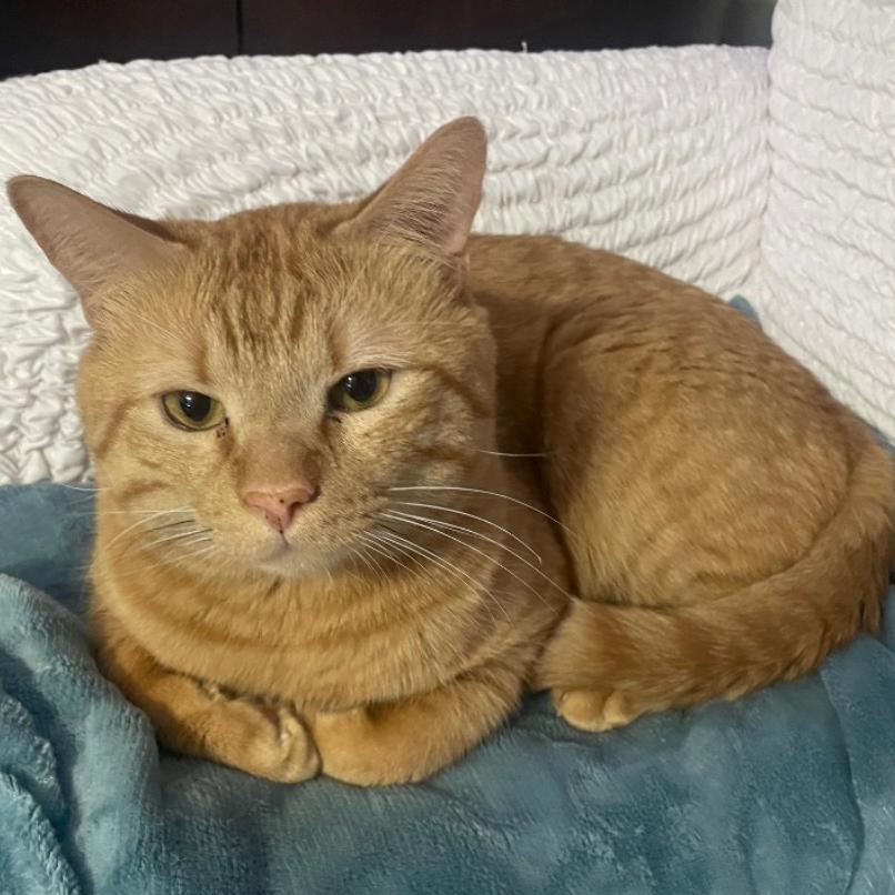 Enlarge Zenon, a Adoptable Domestic Short Hair in Boerne, TX image 3/3