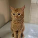 Zenon, Adoptable, Adult Male Domestic Short Hair.