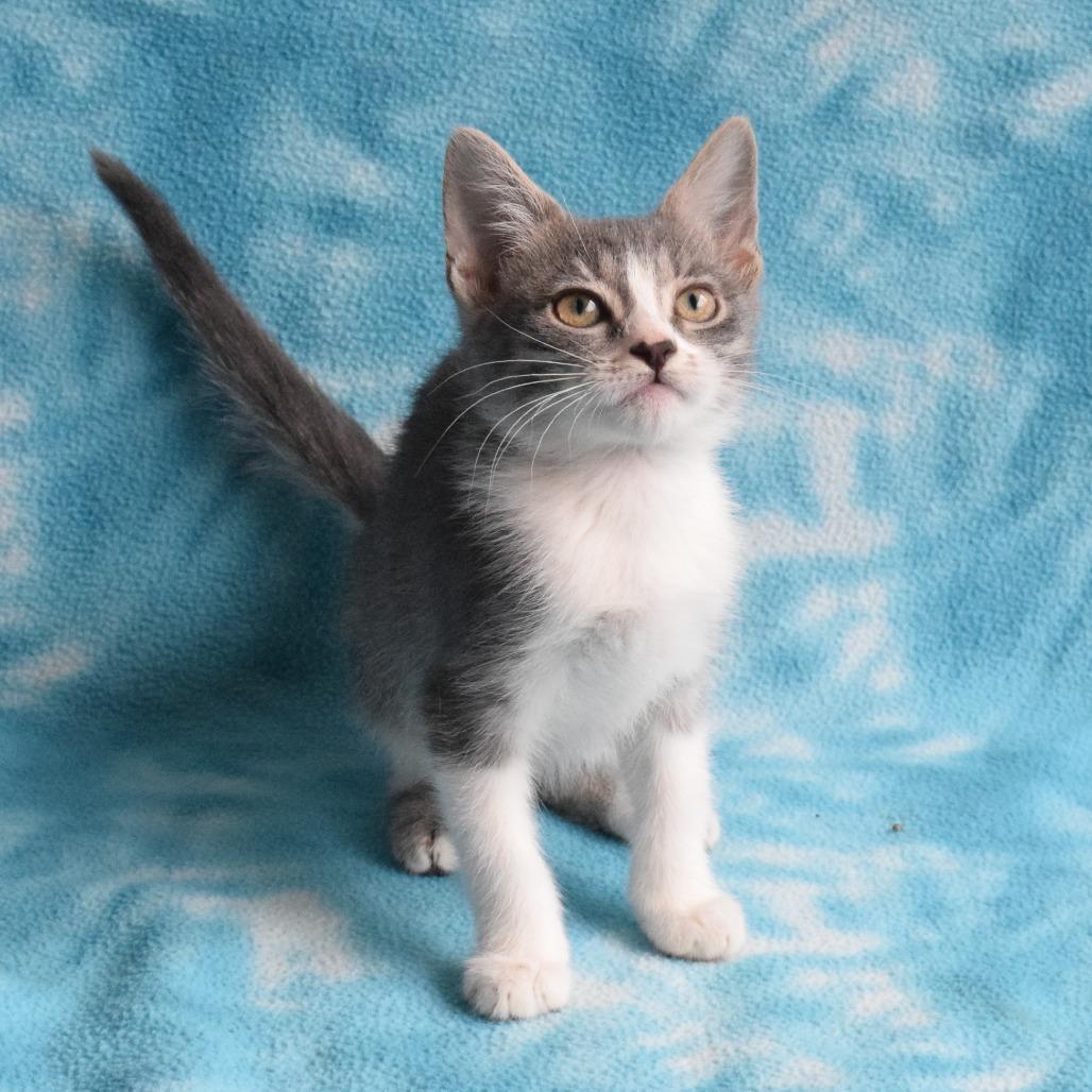 Liberty Bell, a Adoptable Domestic Short Hair in Eureka, CA image 1/3