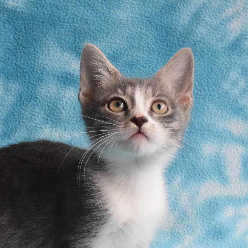Liberty Bell, a Adoptable Domestic Short Hair in Eureka, CA image 2/3
