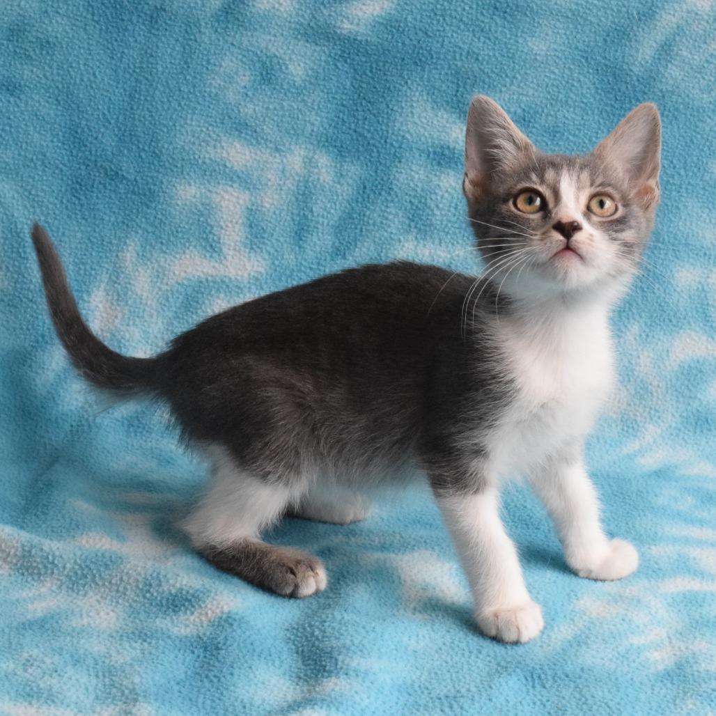Liberty Bell, a Adoptable Domestic Short Hair in Eureka, CA image 3/3