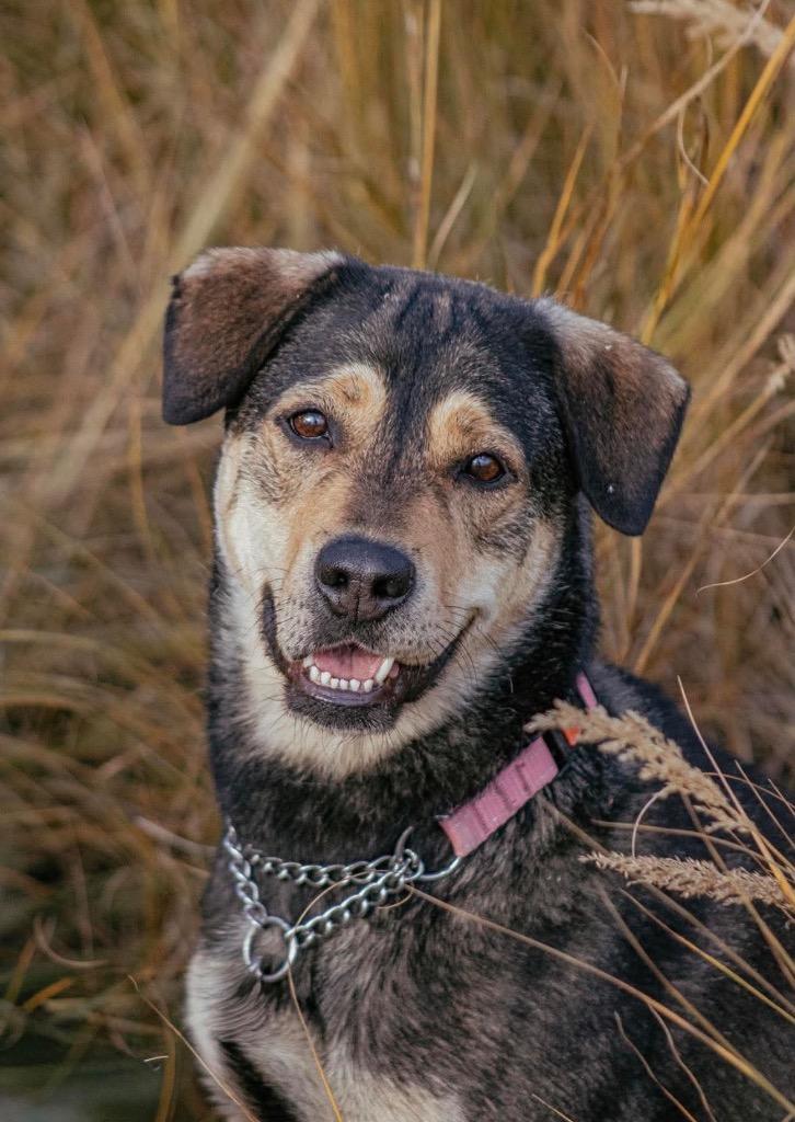 Enlarge Joey, a Adoptable mixed breed in Yellowknife, NT image 1/5