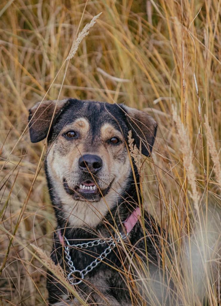Enlarge Joey, a Adoptable mixed breed in Yellowknife, NT image 2/5