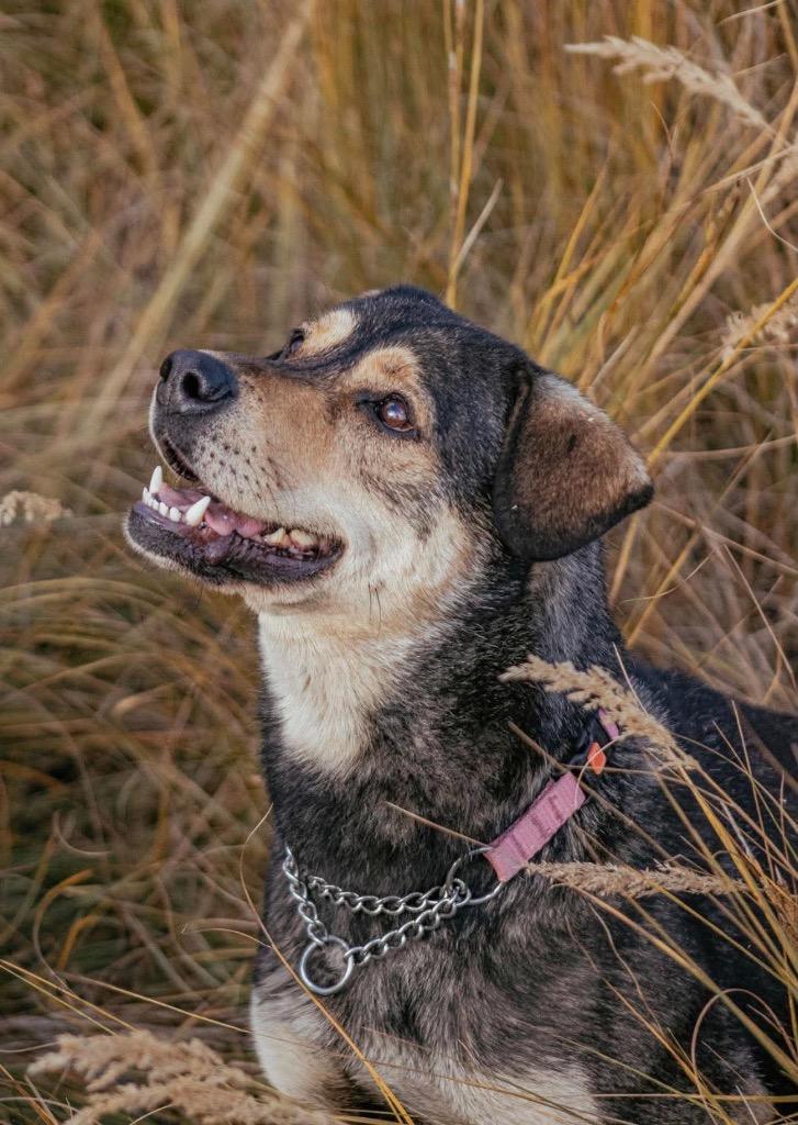 Enlarge Joey, a Adoptable mixed breed in Yellowknife, NT image 3/5