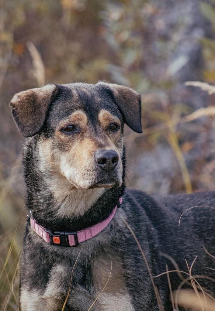 Enlarge Joey, a Adoptable mixed breed in Yellowknife, NT image 4/5