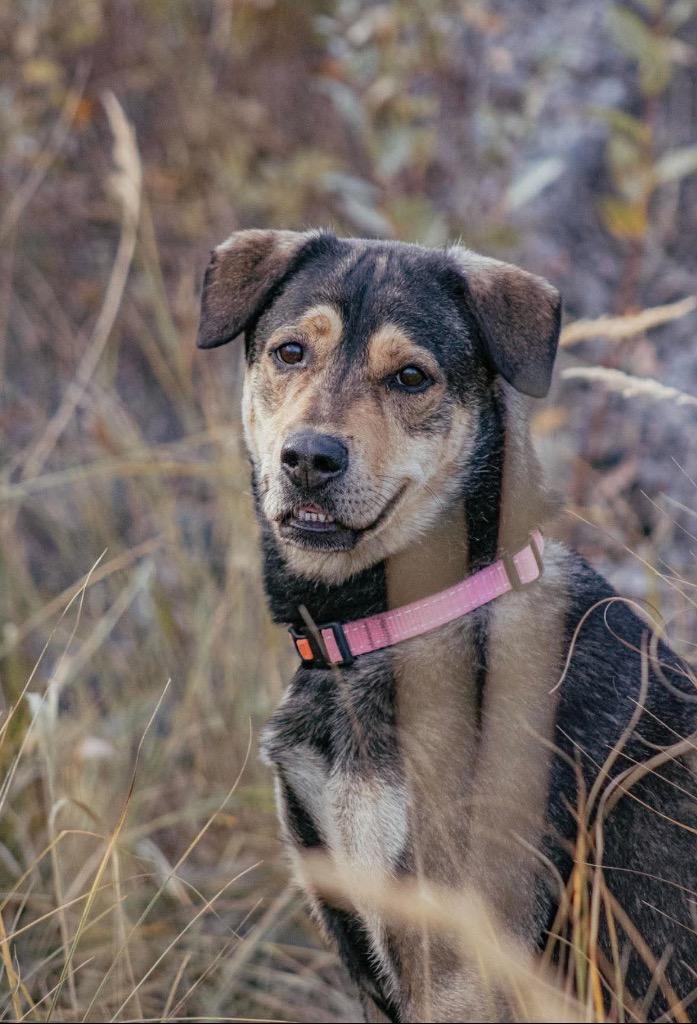 Enlarge Joey, a Adoptable mixed breed in Yellowknife, NT image 5/5
