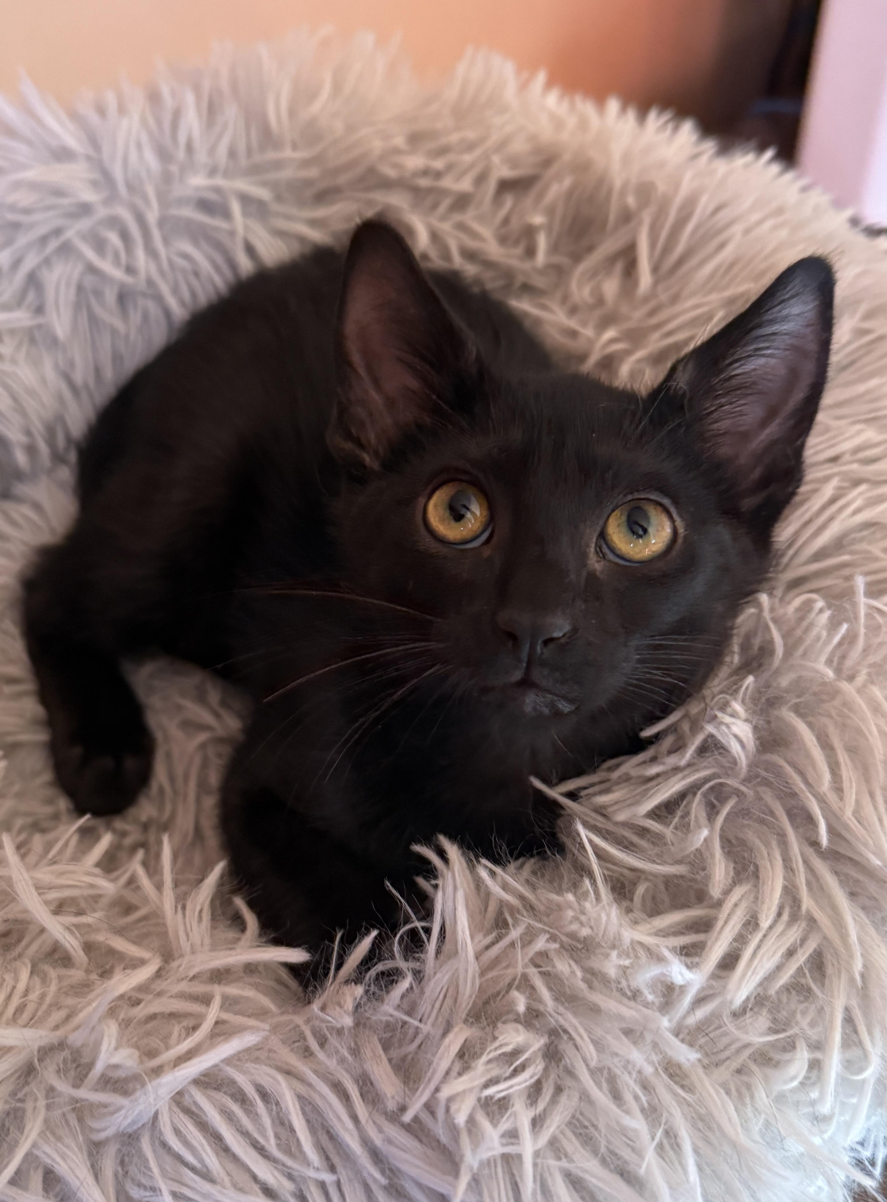 Orchid, Adoptable, Kitten Female Domestic Short Hair.