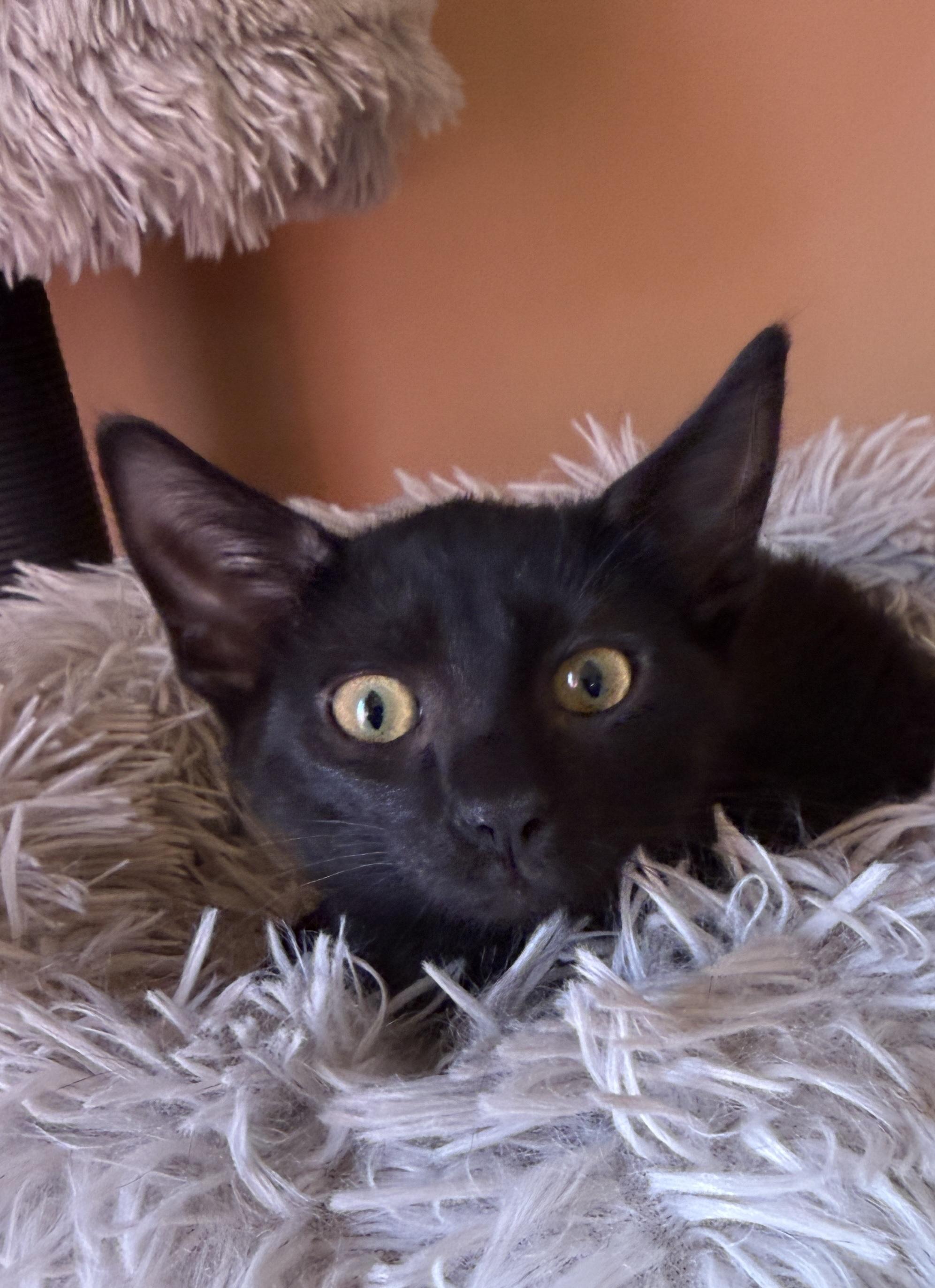 Enlarge Orchid, a Adoptable Domestic Short Hair in South Elgin, IL image 2/2