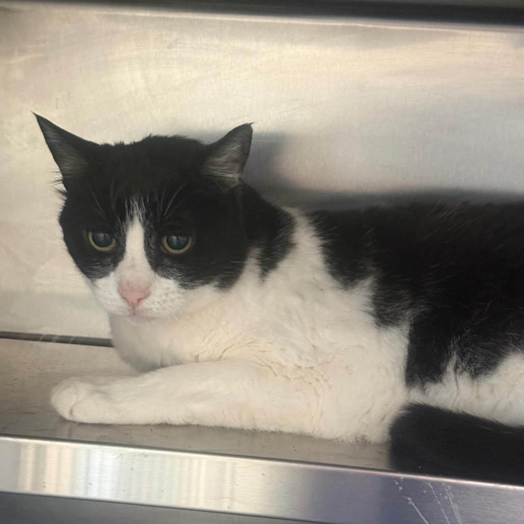 Christmas, Adoptable, Adult Female Domestic Short Hair.