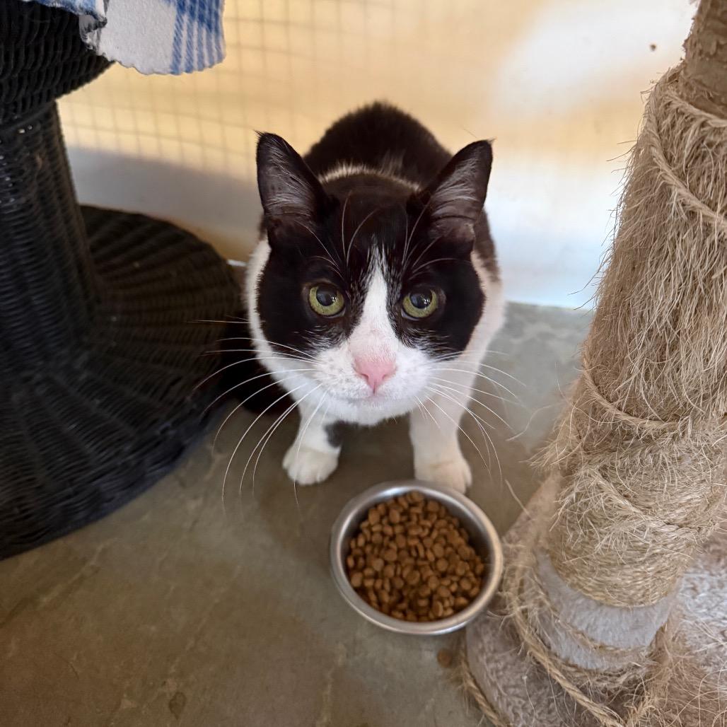 Enlarge Christmas, a Adoptable Domestic Short Hair in Fort Bragg, CA image 2/3
