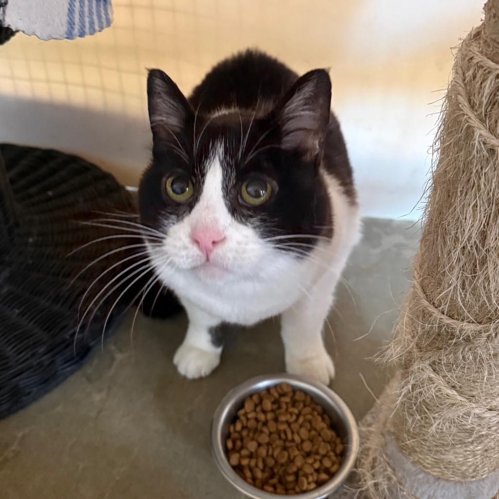 Enlarge Christmas, a Adoptable Domestic Short Hair in Fort Bragg, CA image 3/3
