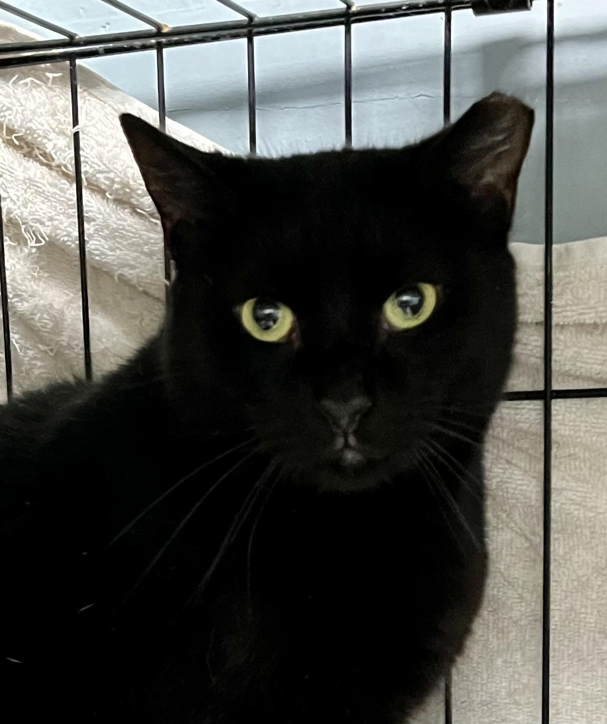 Elfie, Adoptable, Adult Male Domestic Short Hair.