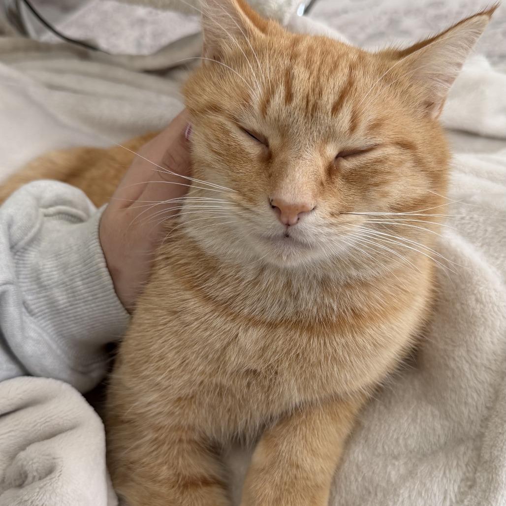 Enlarge Copper, a Adoptable Domestic Short Hair in Chattanooga, TN image 1/6