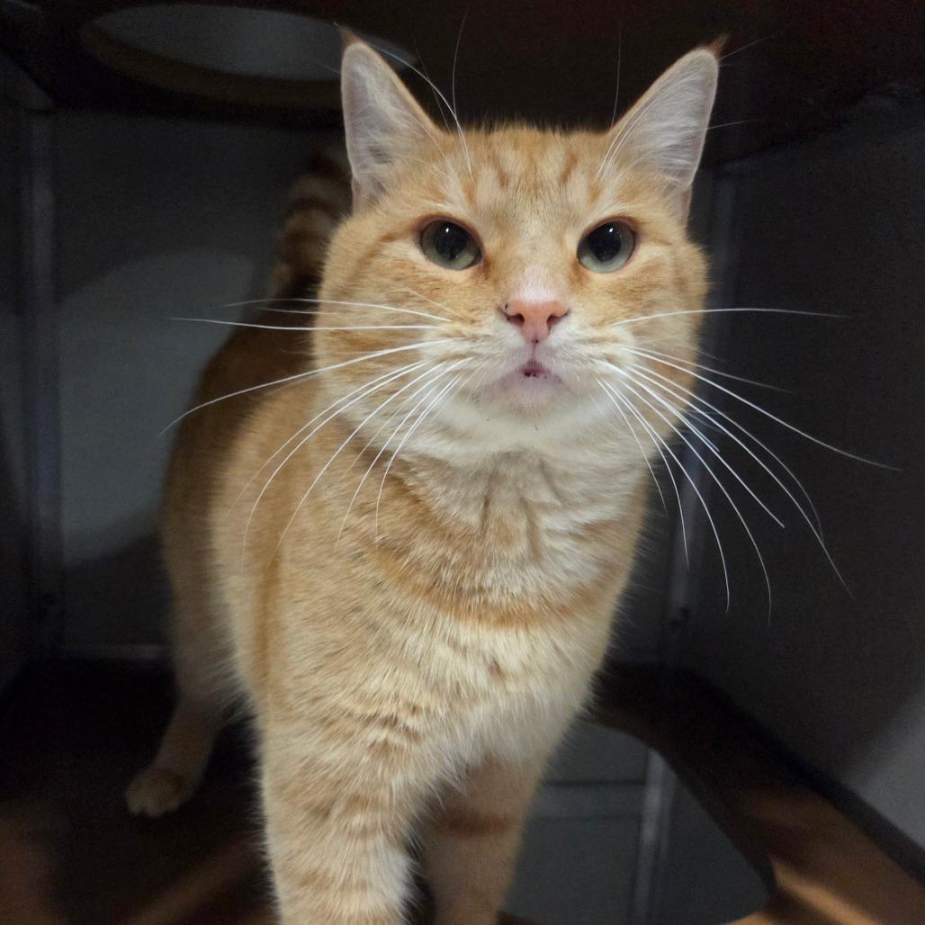 Enlarge Copper, a Adoptable Domestic Short Hair in Chattanooga, TN image 2/6