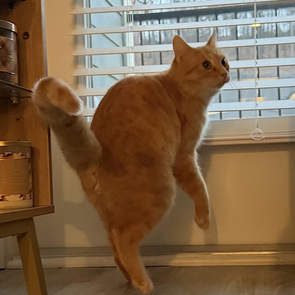 Enlarge Copper, a Adoptable Domestic Short Hair in Chattanooga, TN image 4/6