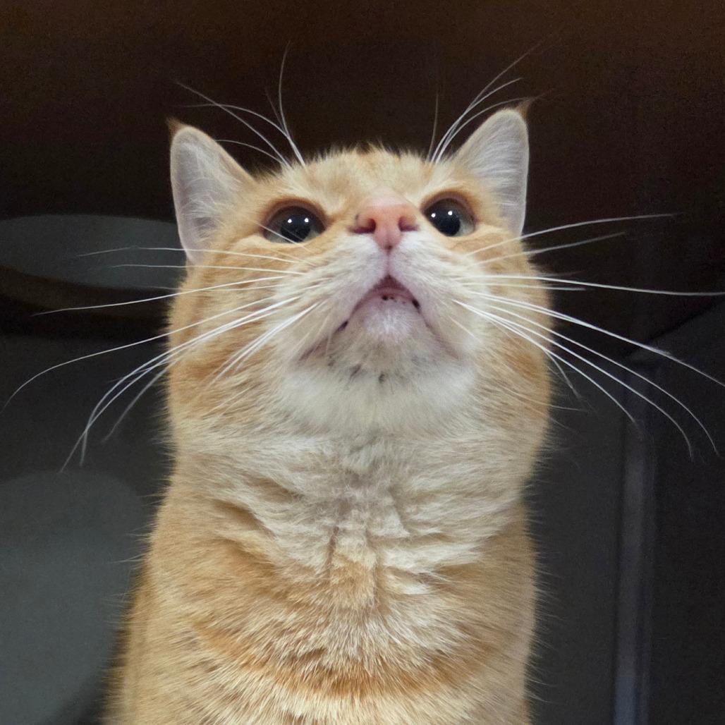 Enlarge Copper, a Adoptable Domestic Short Hair in Chattanooga, TN image 5/6